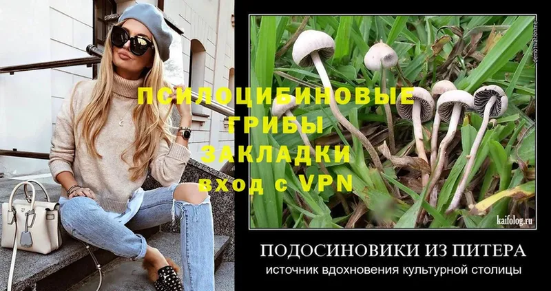 где можно купить   Курганинск  Псилоцибиновые грибы Psilocybe 